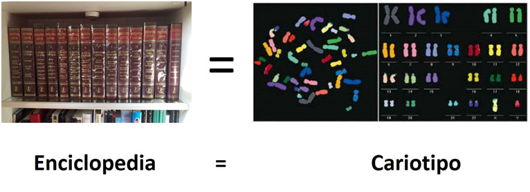 Ilustración 4. Podemos hacer un símil entre una enciclopedia y el conjunto de cromosomas.