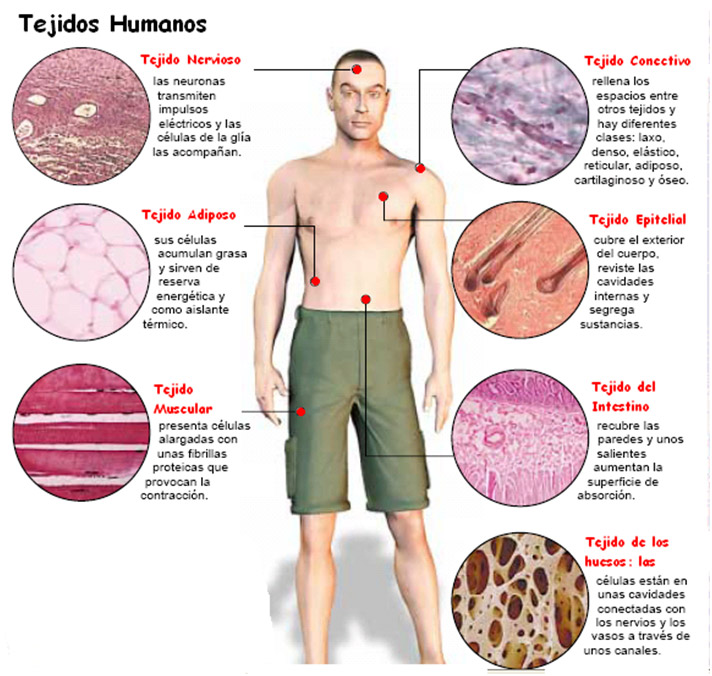 Ilustración 1   Los órganos del cuerpo están constituidos por diversos grupos de células.