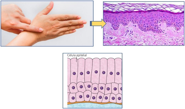 Ilustración 2.    Los tejidos son agrupaciones de células. Aquí, el ejemplo de la piel.
