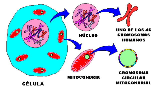 Ilustración 3.   Existen dos lugares en la célula que guardan la información genética: el núcleo y la mitocondria.