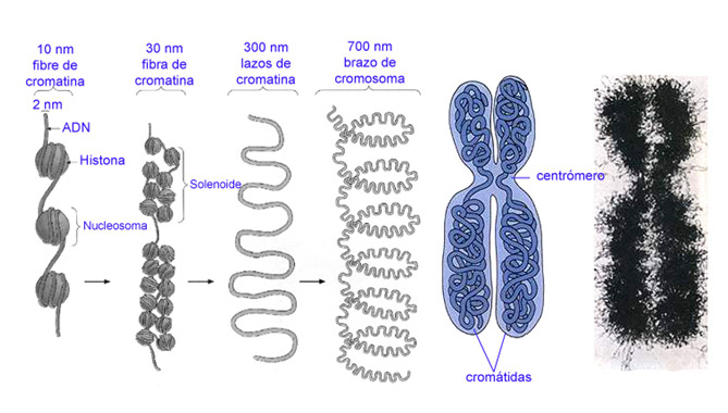 Ilustración 5.  Se muestra el modo como se enrolla la información genética dentro de cada cromosoma.