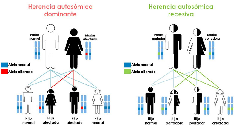 Ilustración 3   Esquemas de la herencia autosómica dominante (el 50 % de los hijos puedenresultar afectos) y recesiva (el 25 % de los hijos puede resultar enfermo).