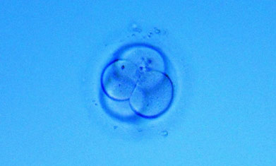 Ilustración 3. Imagen de un embrión con un desarrollo correcto  48 horas después de la fecundación.