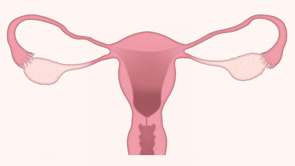 Fertilización asistida