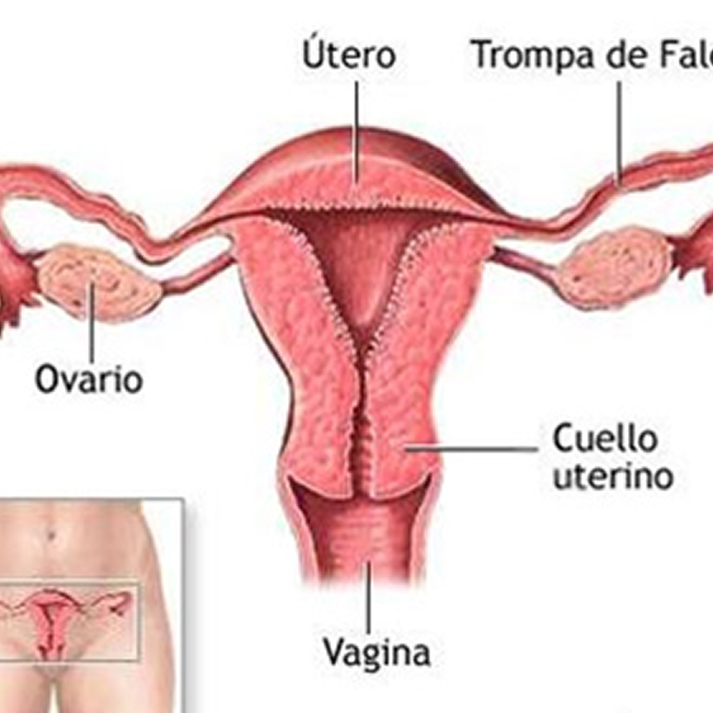 Información sobre el embarazo